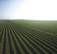 Jupiterimages/Comstock/Getty Images Agricultural organizations may benefit from 501(c)(5) status.