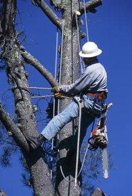 Jupiterimages/liquidlibrary/Getty Images Los salarios anuales y por hora para los escaladores de árboles varía en las industrias y ubicaciones.