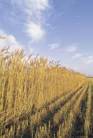 Comstock/Comstock/Getty Images Los mercados de productos básicos como el trigo, son ejemplos de sistemas de mercado que se acercan al modelo de competencia perfecta.