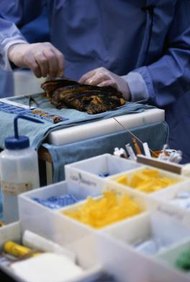 Keith Brofsky/Photodisc/Getty Images Los médicos forenses a menudo hacen la autopsia a los cadáveres, tomando muestras de tejido para ayudar a determinar la causa de la muerte.