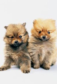 Photodisc/Photodisc/Getty Images Muchos propietarios consideran a sus mascotas como parte de la familia y estarán felices de pagar para mimarlos.
