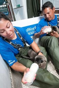 Handout/Getty Images Entertainment/Getty Images Los rehabilitadores de vida silvestre y la mayoría de los trabajadores de rescate de animales no necesitan un título universitario.