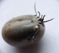 Tick