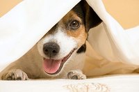 How to Train Your Dog to Stop Barking