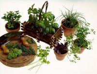 Grow an Herb Garden Indoors