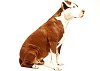 Prevent Worms in Dogs