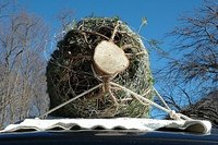 Tie a Christmas Tree to a Car