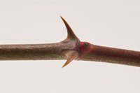 Remove a Thorn