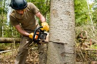 Open a Tree-Cutting Service