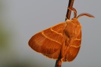 Identify Clothes Moths