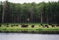 Raise Buffalo