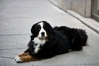 Get a Dog an Agent
