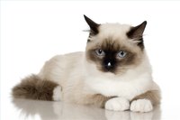 Get a Cat an Agent