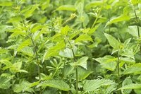 Use Stinging Nettle as a Natural Allergy Medicine