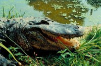 Survive an Alligator Attack