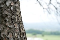 Draw Oak Bark