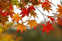 Autumn Leaves