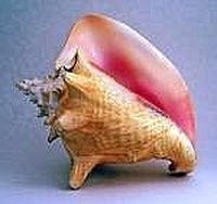 Paper Mache a Conch Shell