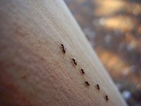 Keep Ants Away