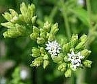 Stevia Plant