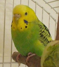 tame a budgie