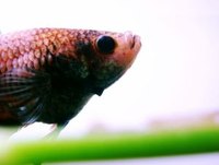 Set Up a Beta Tank