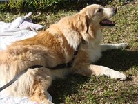 An old dog is loving companion to have around.