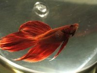 Care for your Betta Fish While on Vacation