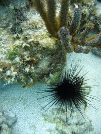 Treat a sea urchin sting