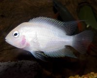 Baby Fish