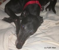 The death of a pet is painful.
