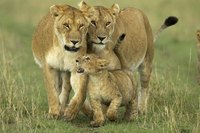Lioness with a cub.