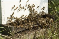 Escape Angry Bees