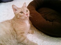 Help Your Cat Adjust to the Death of Another Pet