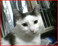 Cat that Takes His Medicine