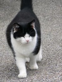 Fat cat
