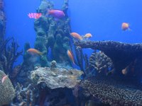 A saltwater fish tank full of marine fish can be beautiful.