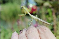 Do not be afraid to handle a praying mantis