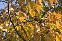 An American persimmon in the fall.