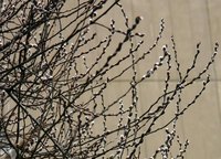 Pussy Willow Tree, Greenwich Villiage NYC