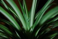 Root New Spider Plants