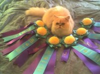 Tell if Your Cat is Show Quality
