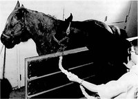 Mare being teased by a stallion over a teasing wall