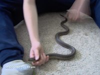 Garden Snake - Gartner variety