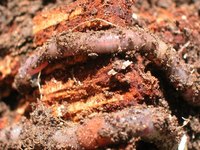 Make a Mini Worm Habitat