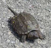 Snapping turtle