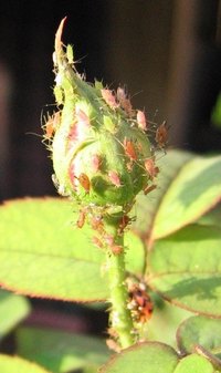 Aphids can be a real problem