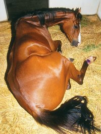 Colicking Horse