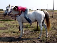 courtesy of Boardman Arabians, LLC
