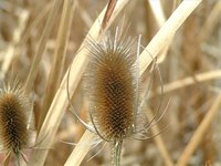 Dry Grasses